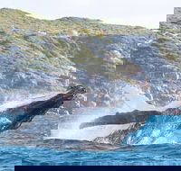 Jet Boat Whale Watching Safari from Dunsborough - Accommodation QLD
