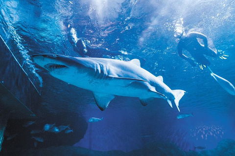 AQWA The Aquarium Of Western Australia: General Admission - Accommodation QLD 9