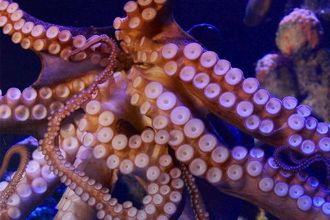 AQWA The Aquarium Of Western Australia: General Admission - Accommodation QLD 8