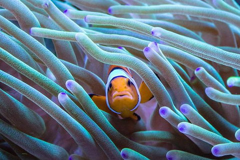 AQWA The Aquarium Of Western Australia: General Admission - Accommodation QLD 4