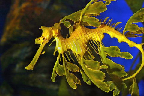AQWA The Aquarium Of Western Australia: General Admission - Accommodation QLD 13