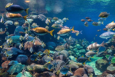 AQWA The Aquarium Of Western Australia: General Admission - Accommodation QLD 10