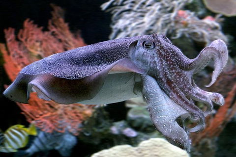 AQWA The Aquarium Of Western Australia: General Admission - Accommodation QLD 16