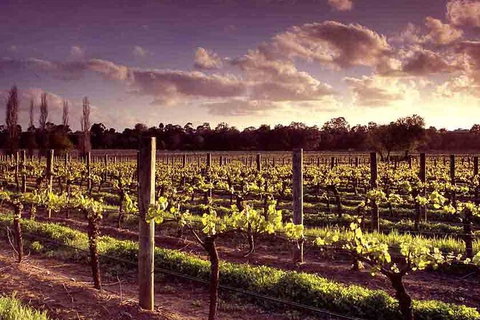 Upper Reach Winery: Swan Valley Winery And Vineyard Tour - Accommodation QLD 5