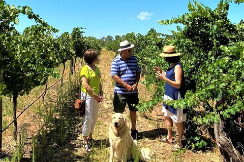 Upper Reach Winery: Swan Valley Winery And Vineyard Tour - Accommodation QLD 4