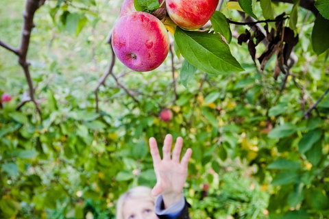 Perth Hills - Wildlife, Art & Gastronomy - Accommodation QLD 0