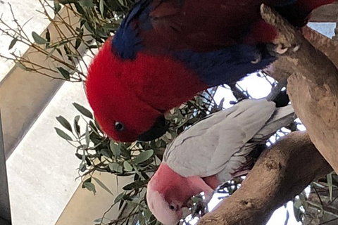 Perth Hills - Wildlife, Art & Gastronomy - Accommodation QLD 8