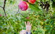 Perth Hills - Wildlife, Art & Gastronomy - thumb 2