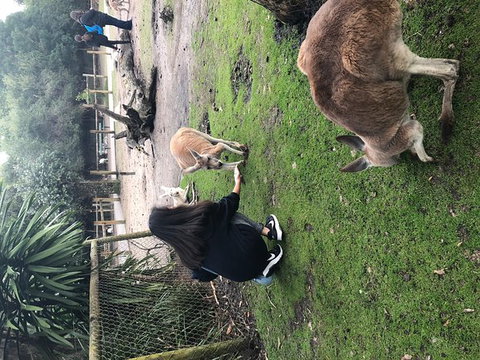 Perth Hills - Wildlife, Art & Gastronomy - Accommodation QLD 9