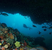 Rottnest Island scuba diving from Fremantle