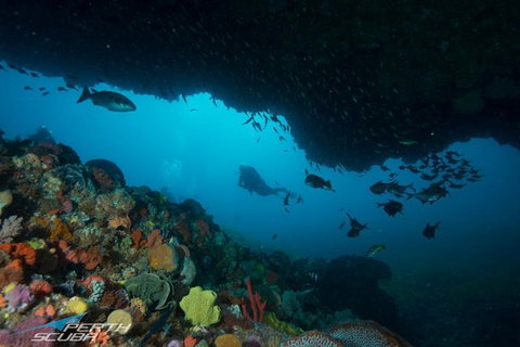 Rottnest Island Scuba Diving From Fremantle - Accommodation QLD 0