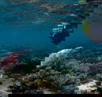 3 Night Ningaloo Reef Snorkel and Dive Getaway from Coral Bay - Accommodation QLD