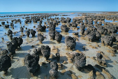 6-Day Coral Coaster From Perth To Exmouth One-Way Via Monkey Mia Ningaloo Reef - Accommodation QLD 7