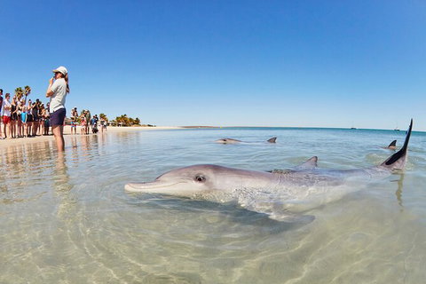 6-Day Coral Coaster From Perth To Exmouth One-Way Via Monkey Mia Ningaloo Reef - Accommodation QLD 9