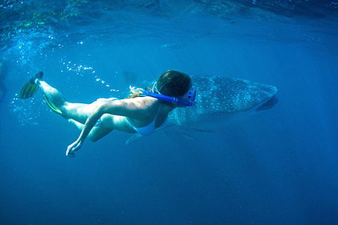 6-Day Coral Coaster From Perth To Exmouth One-Way Via Monkey Mia Ningaloo Reef - Accommodation QLD 10