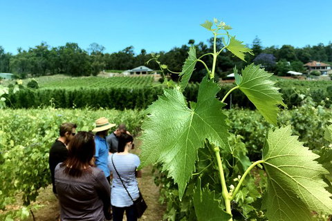 Premium Cider, Wine & Whiskey Tour - Small Group Full-Day Tour From Perth - Accommodation QLD 6