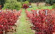 Premium Cider, Wine & Whiskey Tour - Small Group Full-Day Tour From Perth - thumb 12
