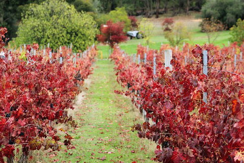Premium Cider, Wine & Whiskey Tour - Small Group Full-Day Tour From Perth - Accommodation QLD 12