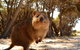 Pinnacles & Rottnest Island Scenic Air & Ground Tour - thumb 7
