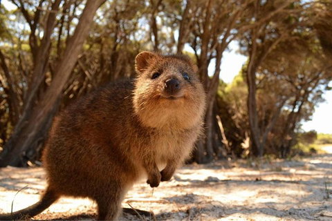 Pinnacles & Rottnest Island Scenic Air & Ground Tour - Accommodation QLD 7
