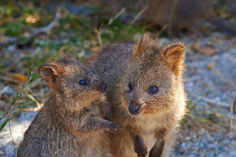 Rottnest Island Fast Ferry From Hillarys Boat Harbour Including Bike Hire - Accommodation QLD 5