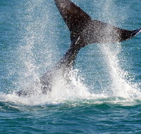 Whale-Watching Cruise and Hillarys Boat Harbour Day Trip from Perth