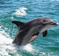 Full-Day Mandurah Dolphins Chocolate  Fremantle Tour