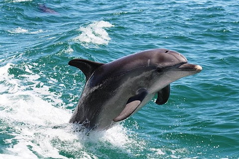 Full-Day Mandurah Dolphins, Chocolate & Fremantle Tour - Accommodation QLD 0