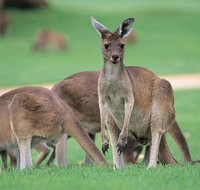 Half-Day Yanchep National Park  Crystal Cave
