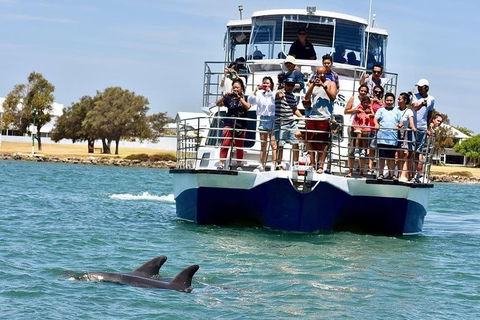 Mandurah Dolphin And Scenic Marine Cruise - Accommodation QLD 2