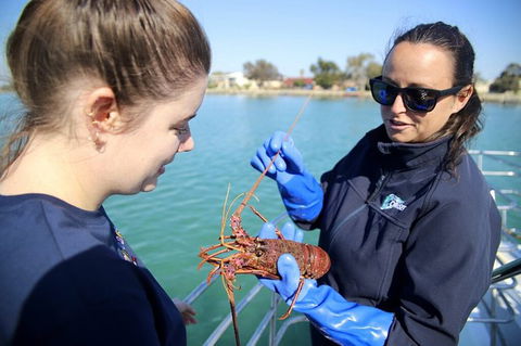 Mandurah Dolphin And Scenic Marine Cruise - Accommodation QLD 8