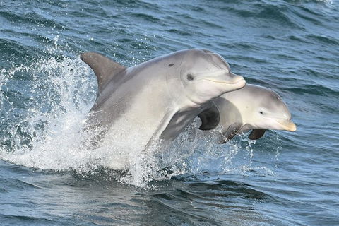 Mandurah Dolphin And Scenic Marine Cruise - Accommodation QLD 12