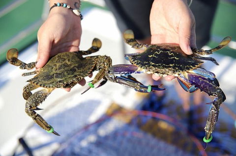 Mandurah Dolphin And Scenic Marine Cruise - Accommodation QLD 15