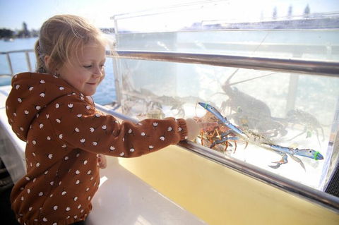 Mandurah Dolphin And Scenic Marine Cruise - Accommodation QLD 5