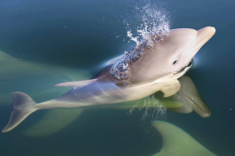 Mandurah Dolphin And Scenic Marine Cruise - Accommodation QLD 4