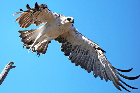 Mandurah Dolphin And Scenic Marine Cruise - Accommodation QLD 11