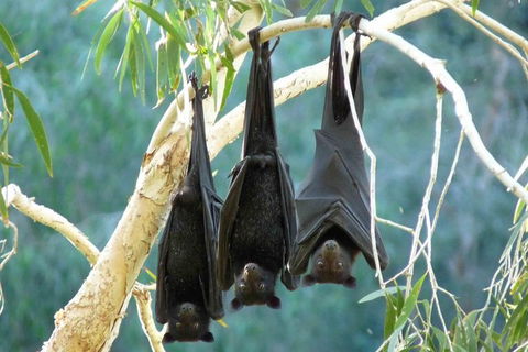 Amazing Windjana Gorge And Tunnel Creek Adventure From Broome - Accommodation QLD 1