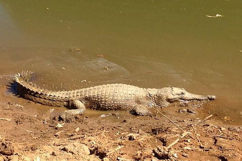 Amazing Windjana Gorge And Tunnel Creek Adventure From Broome - Accommodation QLD 7