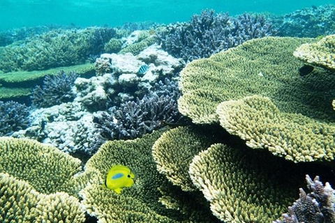 Abrolhos Islands Scenic Flight & Snorkel Adventure From Perth - Accommodation QLD 3