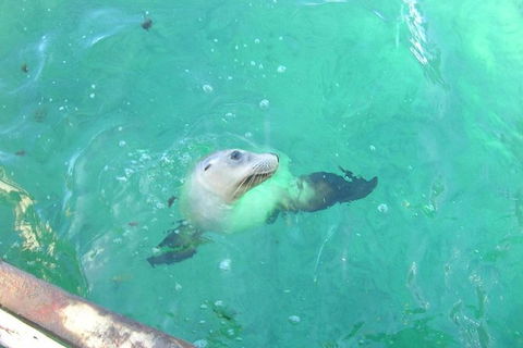 Abrolhos Islands Scenic Flight & Snorkel Adventure From Perth - Accommodation QLD 4