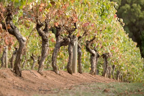 Vasse Felix Winery Tour And Tasting - Accommodation QLD 3