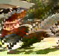 Very Best of Perth Tour - Wildlife Park  City Highlights Tour - Accommodation QLD