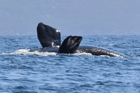 3 Hour Winter Whale Safari (May - Oct) Around King George Sound - Accommodation QLD 0