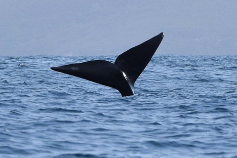 3 Hour Winter Whale Safari (May - Oct) Around King George Sound - Accommodation QLD 1