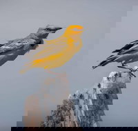 Lake Argyle Birdwatching Charter - Accommodation QLD