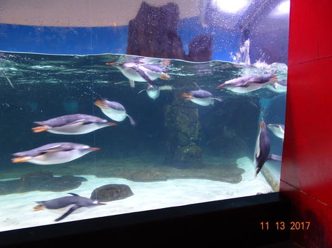 SEA LIFE Melbourne Aquarium Admission Ticket - Accommodation QLD 6