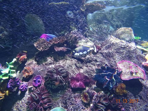 SEA LIFE Melbourne Aquarium Admission Ticket - Accommodation QLD 3