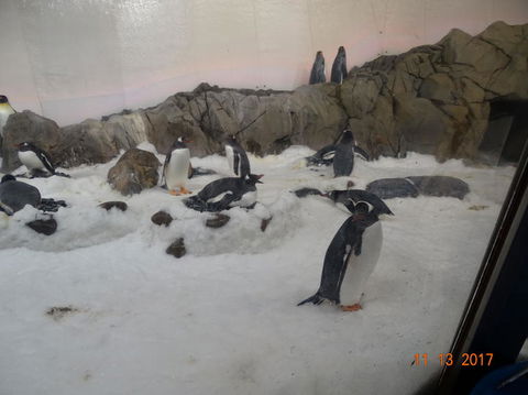 SEA LIFE Melbourne Aquarium Admission Ticket - Accommodation QLD 4