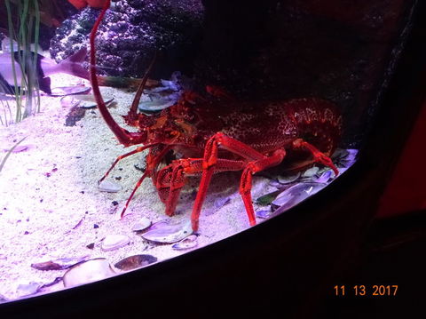 SEA LIFE Melbourne Aquarium Admission Ticket - Accommodation QLD 11