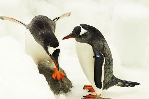 SEA LIFE Melbourne Aquarium Admission Ticket - Accommodation QLD 15